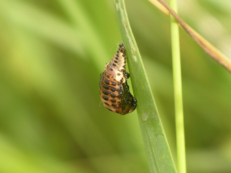 Pupa di Chrysomela populi